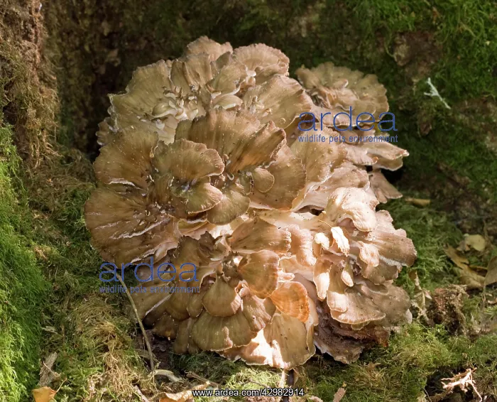 : Hen-of-the-Woods / Ram's Head / Sheep's Head - : Hen-of-the-Woods / Ram's Head / Sheep's Head -