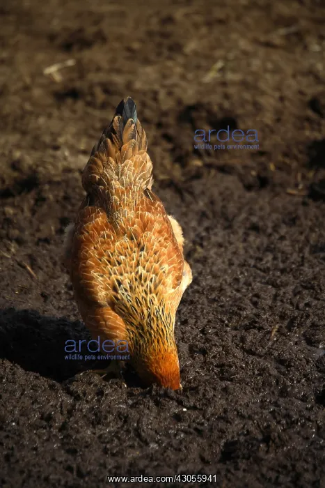 : Hen pecking in the earth in a farmyard France : Hen pecking in the earth in a farmyard France
