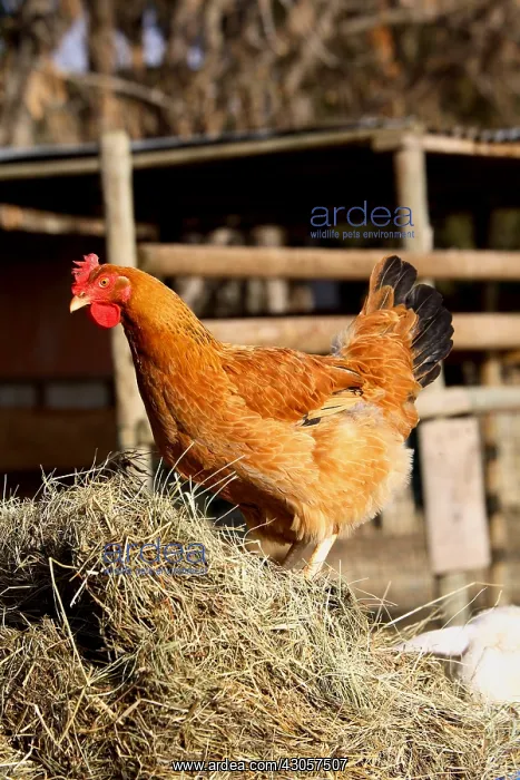 : Hen on a pile of straw France : Hen on a pile of straw France
