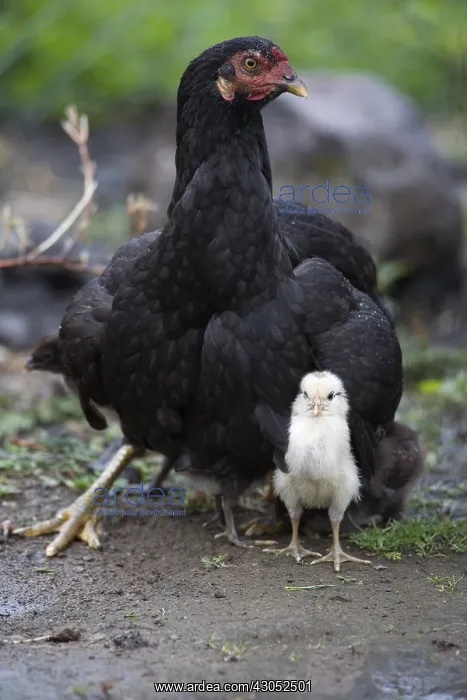 : Hen protecting its chick during the rain in Ecuador : Hen protecting its chick during the rain in Ecuador