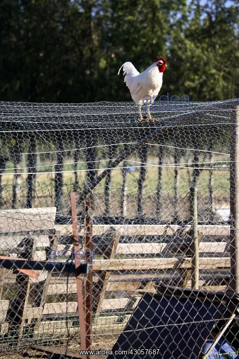 : Hen on a roof mesh France : Hen on a roof mesh France