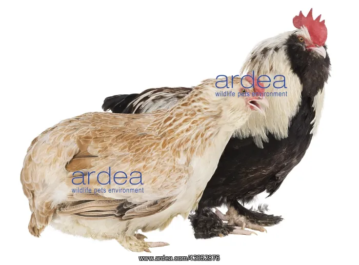 : Hen and Rooster Faverolles dark : Hen and Rooster Faverolles dark