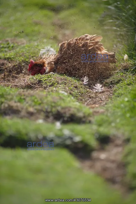 : Hen scratching the ground Manche : Hen scratching the ground Manche