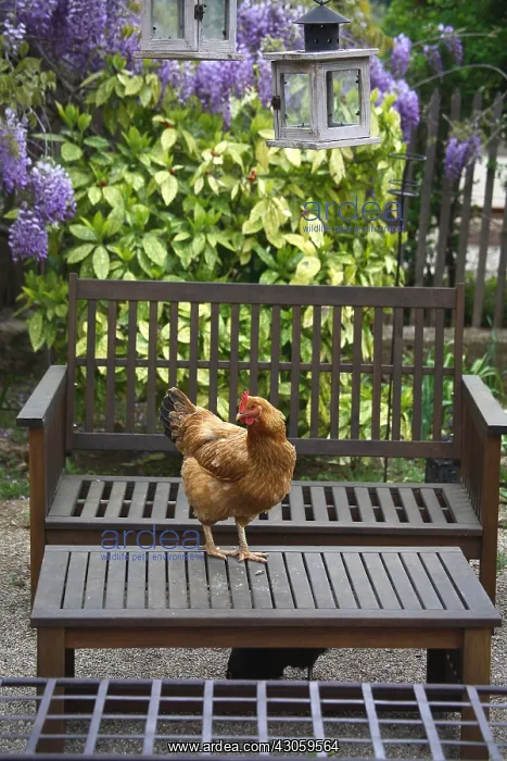 : Hen standing on a table in a garden : Hen standing on a table in a garden