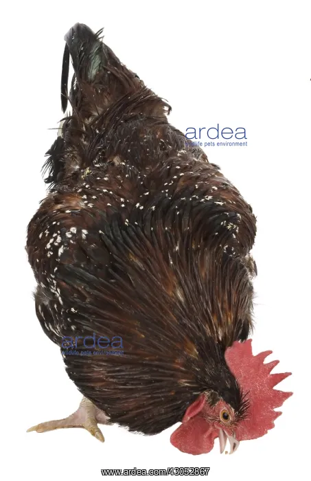 : Hen Sussex breed : Hen Sussex breed