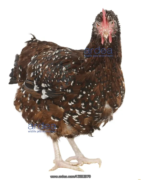 : Hen Sussex breed : Hen Sussex breed