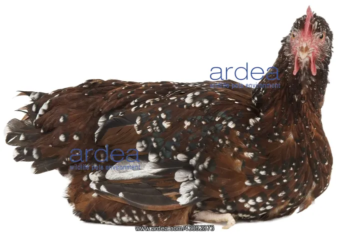 : Hen Sussex breed : Hen Sussex breed