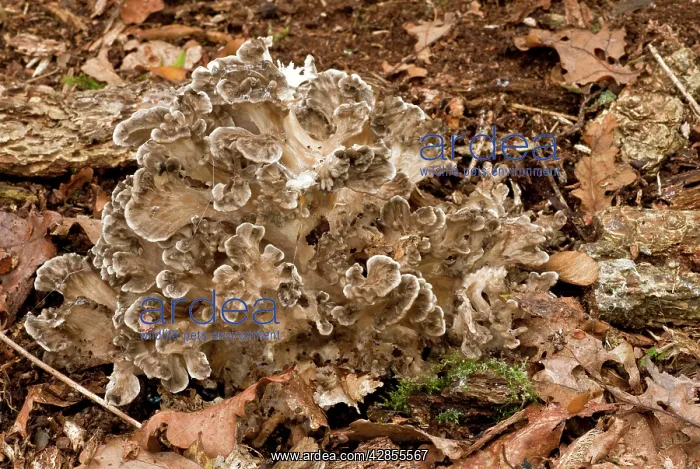 : Hen of the Woods fungi - uncommon edible fungus : Hen of the Woods fungi - uncommon edible fungus