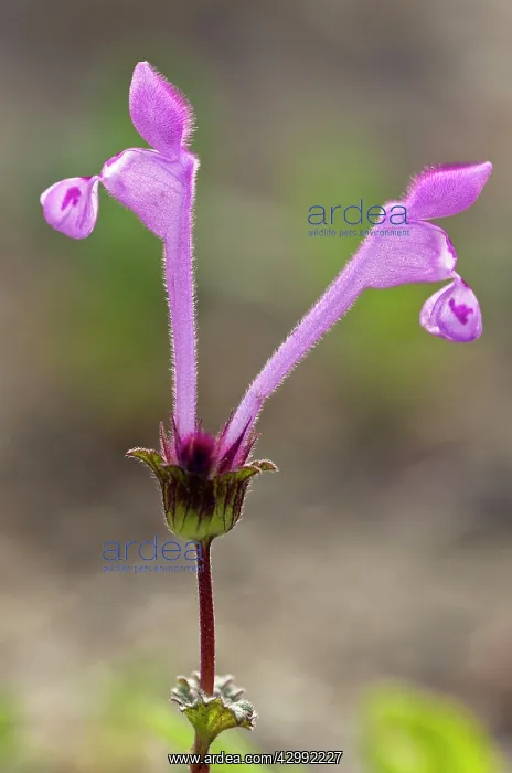 : Henbit Dead-nettle : Henbit Dead-nettle