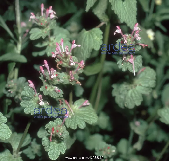  : Henbit dead-nettle