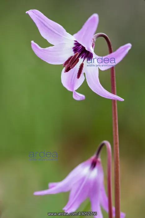 : Henderson's fawn lily (Erythronium hendersonii) : Henderson's fawn lily (Erythronium hendersonii)