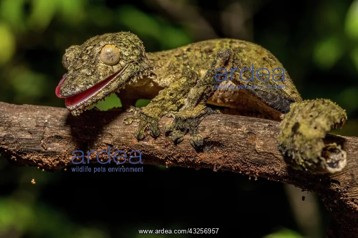 : Henkel's flat-tailed gecko (Uroplatus cf. henkeli) : Henkel's flat-tailed gecko (Uroplatus cf. henkeli)