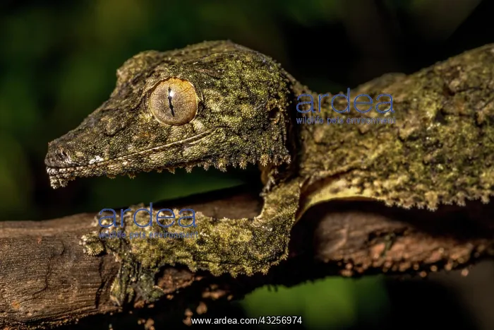 : Henkel's flat-tailed gecko (Uroplatus cf. henkeli) : Henkel's flat-tailed gecko (Uroplatus cf. henkeli)