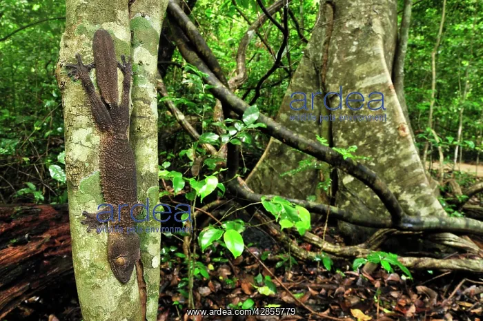 : Henkel's Leaf-tailed Gecko : Henkel's Leaf-tailed Gecko