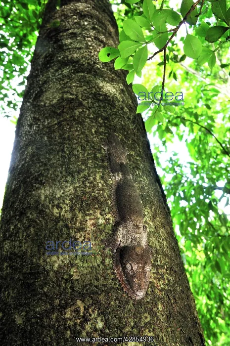 : Henkel's Leaf-tailed Gecko - on tree : Henkel's Leaf-tailed Gecko - on tree