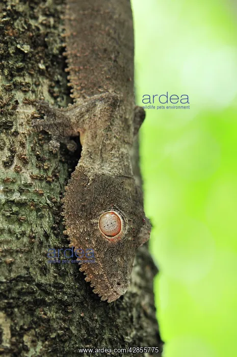 : Henkel's Leaf-tailed Gecko - on tree : Henkel's Leaf-tailed Gecko - on tree