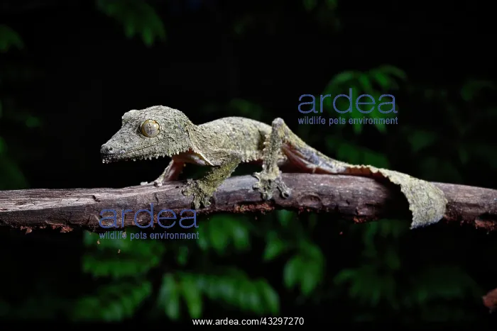 : A henkel's leaf-tailed gecko (Uroplatus henkeli) : A henkel's leaf-tailed gecko (Uroplatus henkeli)