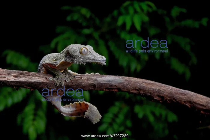 : A henkel's leaf-tailed gecko (Uroplatus henkeli) : A henkel's leaf-tailed gecko (Uroplatus henkeli)