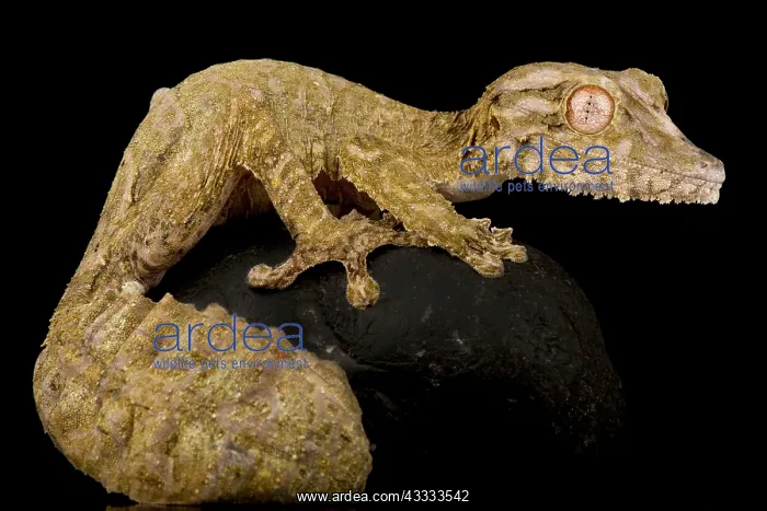 : Henkel?s leaf-tailed gecko (Uroplatus henkeli) : Henkel?s leaf-tailed gecko (Uroplatus henkeli)