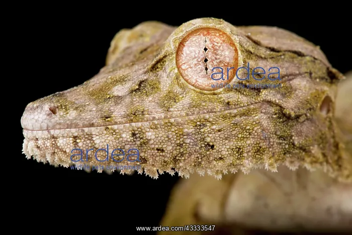 : Henkel?s leaf-tailed gecko (Uroplatus henkeli) : Henkel?s leaf-tailed gecko (Uroplatus henkeli)