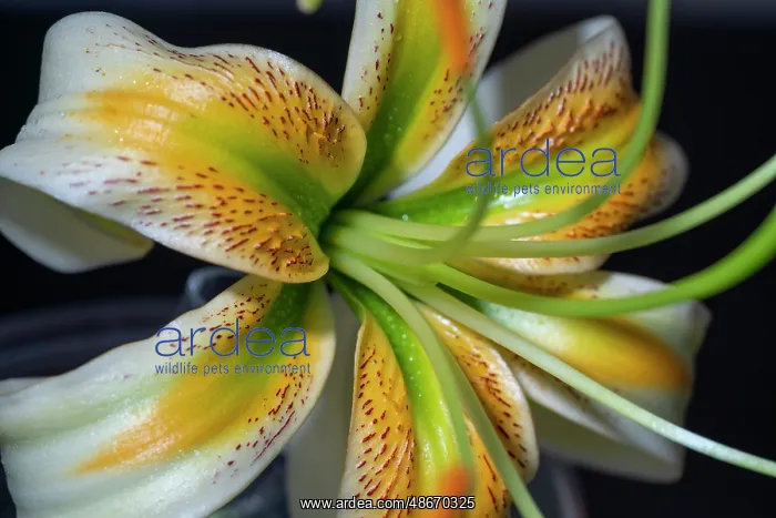: Henry's lily : Henry's lily
