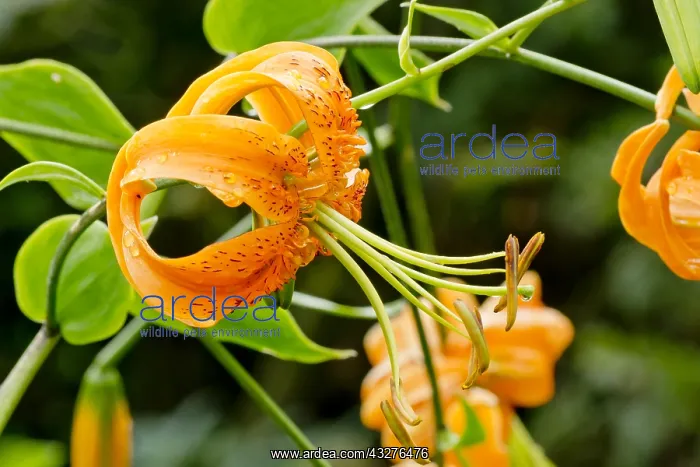 : Henry's lily in bloom in a garden : Henry's lily in bloom in a garden
