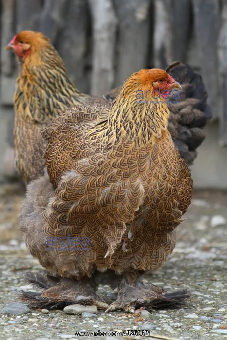 : Hens Bramha : Hens Bramha