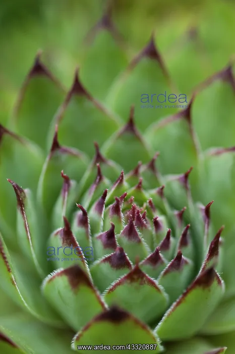 : Hens and chicks : Hens and chicks