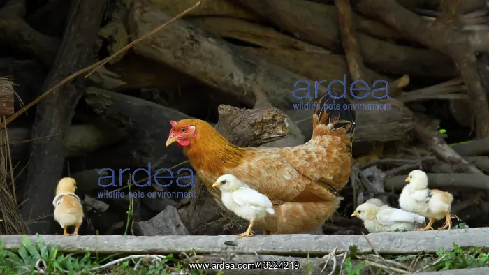 : Hens and chicks - PN Royal Bardia Nepal : Hens and chicks - PN Royal Bardia Nepal