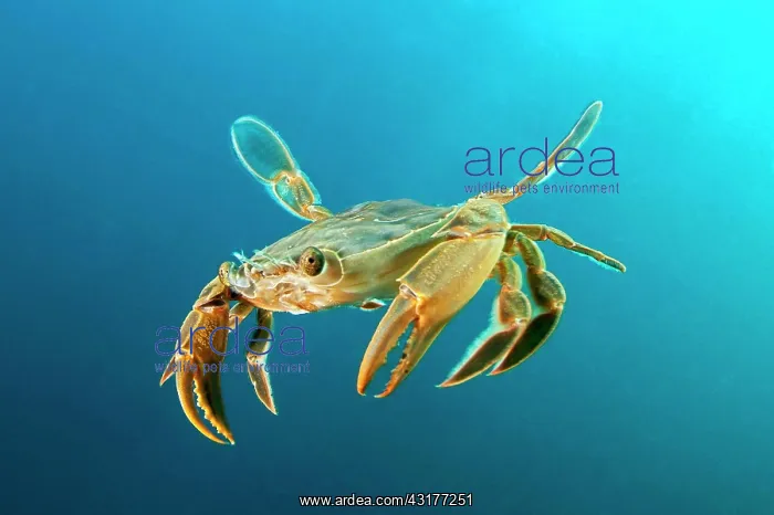 : Henslow's crab (Polybius henslowi) swims in open : Henslow's crab (Polybius henslowi) swims in open