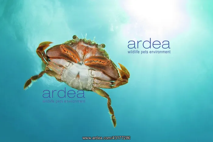 : Henslow's crab (Polybius henslowi) swims in open : Henslow's crab (Polybius henslowi) swims in open