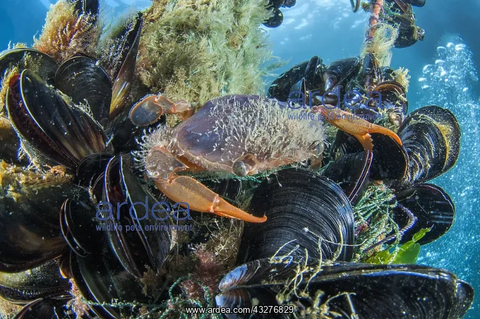 : Henslow's swimming crab (Polybius henslowi) Mediterranean : Henslow's swimming crab (Polybius henslowi) Mediterranean