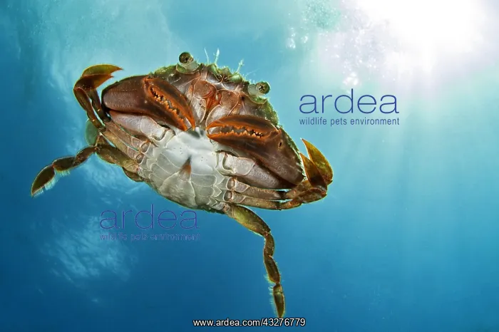 : Henslow's swimming crab (Polybius henslowi) swimming : Henslow's swimming crab (Polybius henslowi) swimming