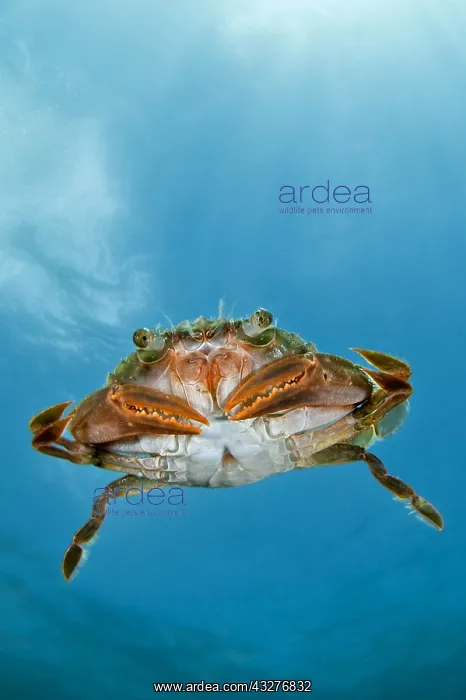: Henslow's swimming crab (Polybius henslowi) swimming : Henslow's swimming crab (Polybius henslowi) swimming