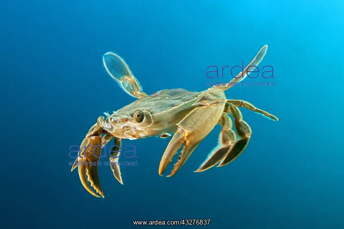 : Henslow's swimming crab (Polybius henslowi) swimming : Henslow's swimming crab (Polybius henslowi) swimming