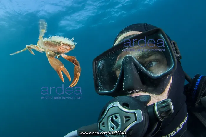 : Henslow's swimming crab (Polybius henslowi) swimming : Henslow's swimming crab (Polybius henslowi) swimming
