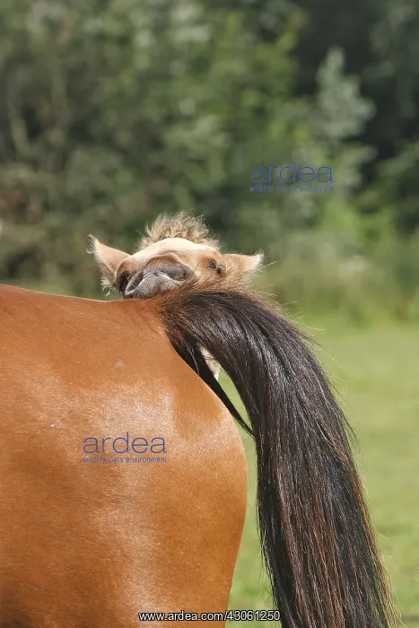 : Henson foal playing in meadow with adult Marquenterre France : Henson foal playing in meadow with adult Marquenterre France