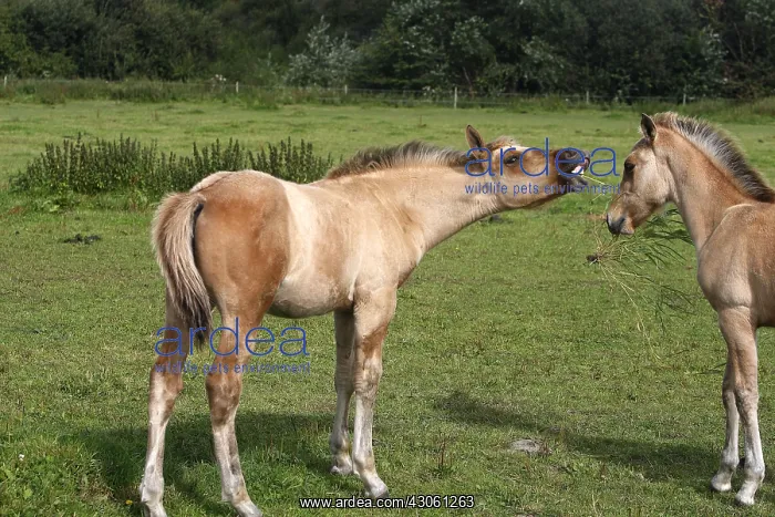 : Henson foals in meadow Marquenterre Baie de Somme France : Henson foals in meadow Marquenterre Baie de Somme France