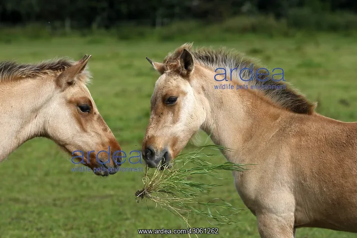 : Henson foals playing with grass Marquenterre France : Henson foals playing with grass Marquenterre France