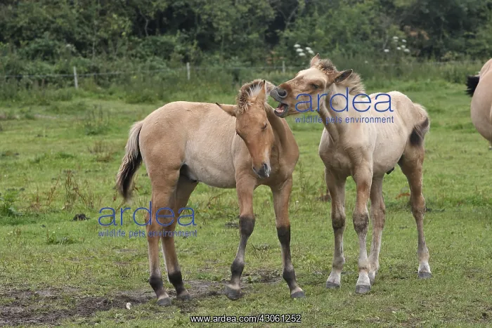 : Henson foals playing in meadow Marquenterre France : Henson foals playing in meadow Marquenterre France