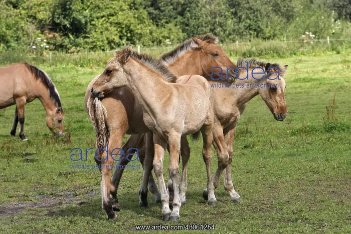 : Henson foals playing in meadow Marquenterre France : Henson foals playing in meadow Marquenterre France