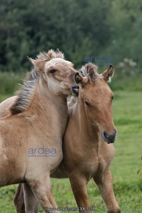 : Henson foals playing in meadow Marquenterre France : Henson foals playing in meadow Marquenterre France