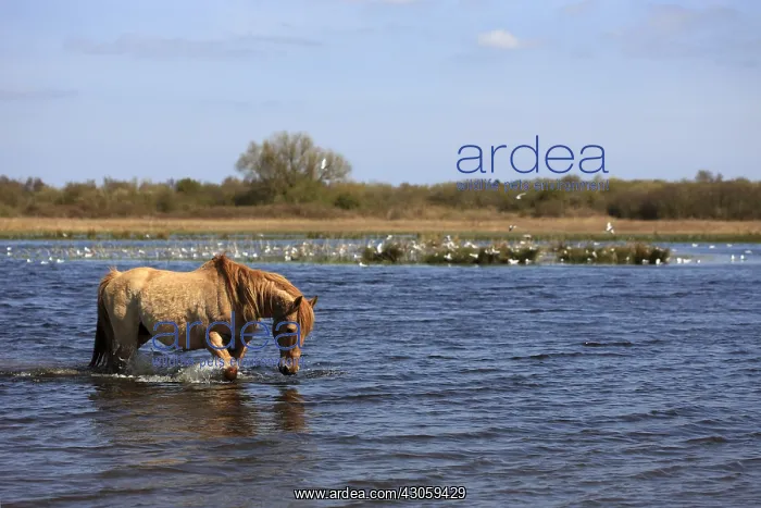 : Henson horse in the marsh Crotoy Picardie France : Henson horse in the marsh Crotoy Picardie France