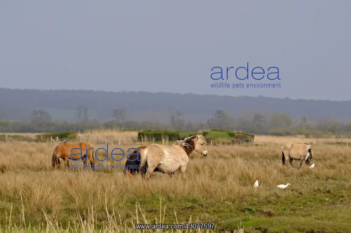 : Henson horses in the Bay of Somme : Henson horses in the Bay of Somme
