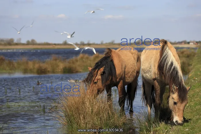 : Henson horses in the marsh Crotoy Picardie France : Henson horses in the marsh Crotoy Picardie France