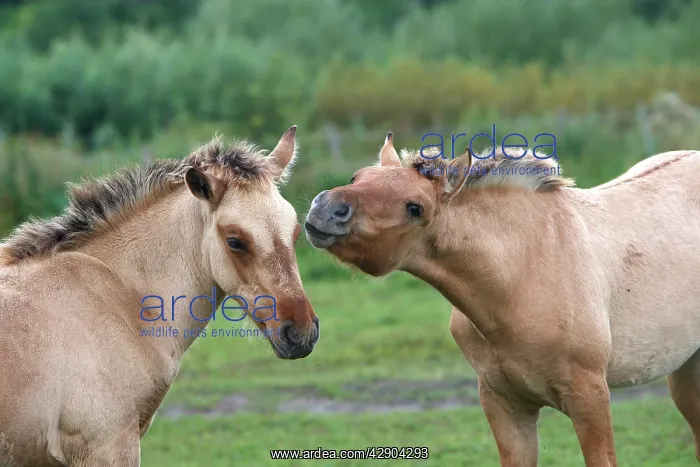 : Henson / Somme Horse : Henson / Somme Horse