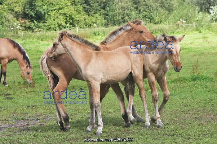 : Henson / Somme Horse : Henson / Somme Horse