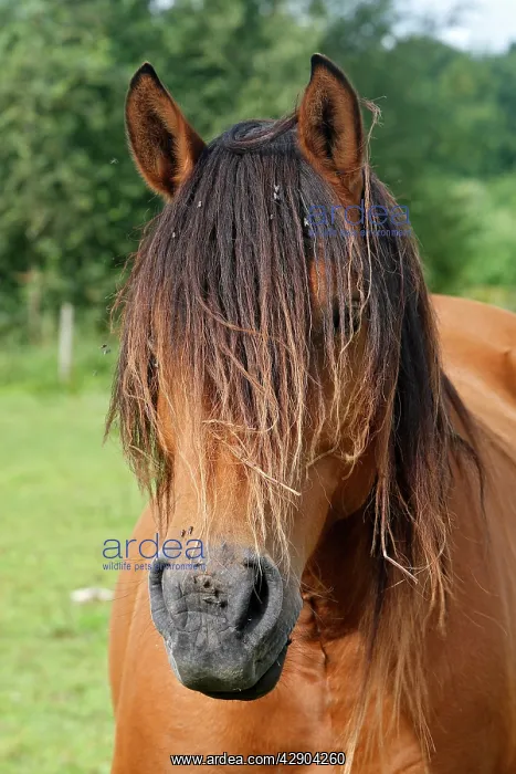 : Henson / Somme Horse - in field : Henson / Somme Horse - in field