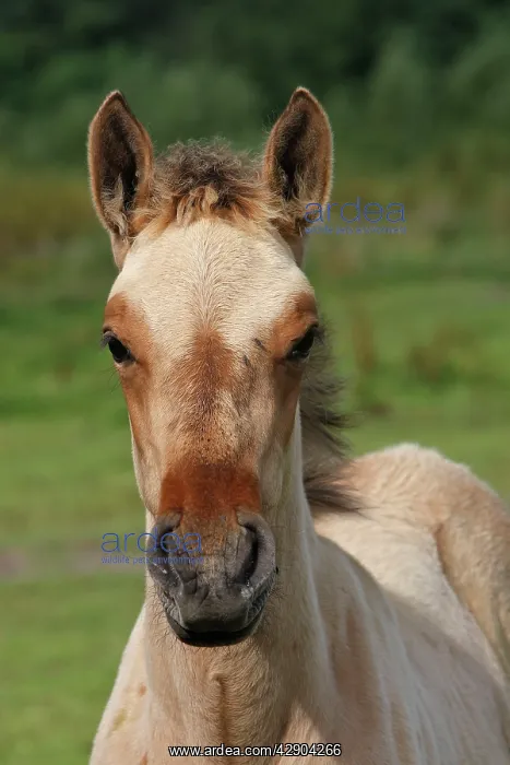 : Henson / Somme Horse - foal in field : Henson / Somme Horse - foal in field