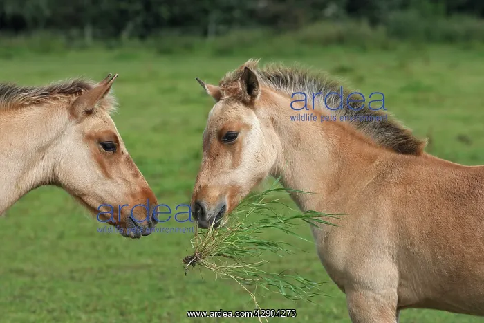 : Henson / Somme Horse - foal in field : Henson / Somme Horse - foal in field
